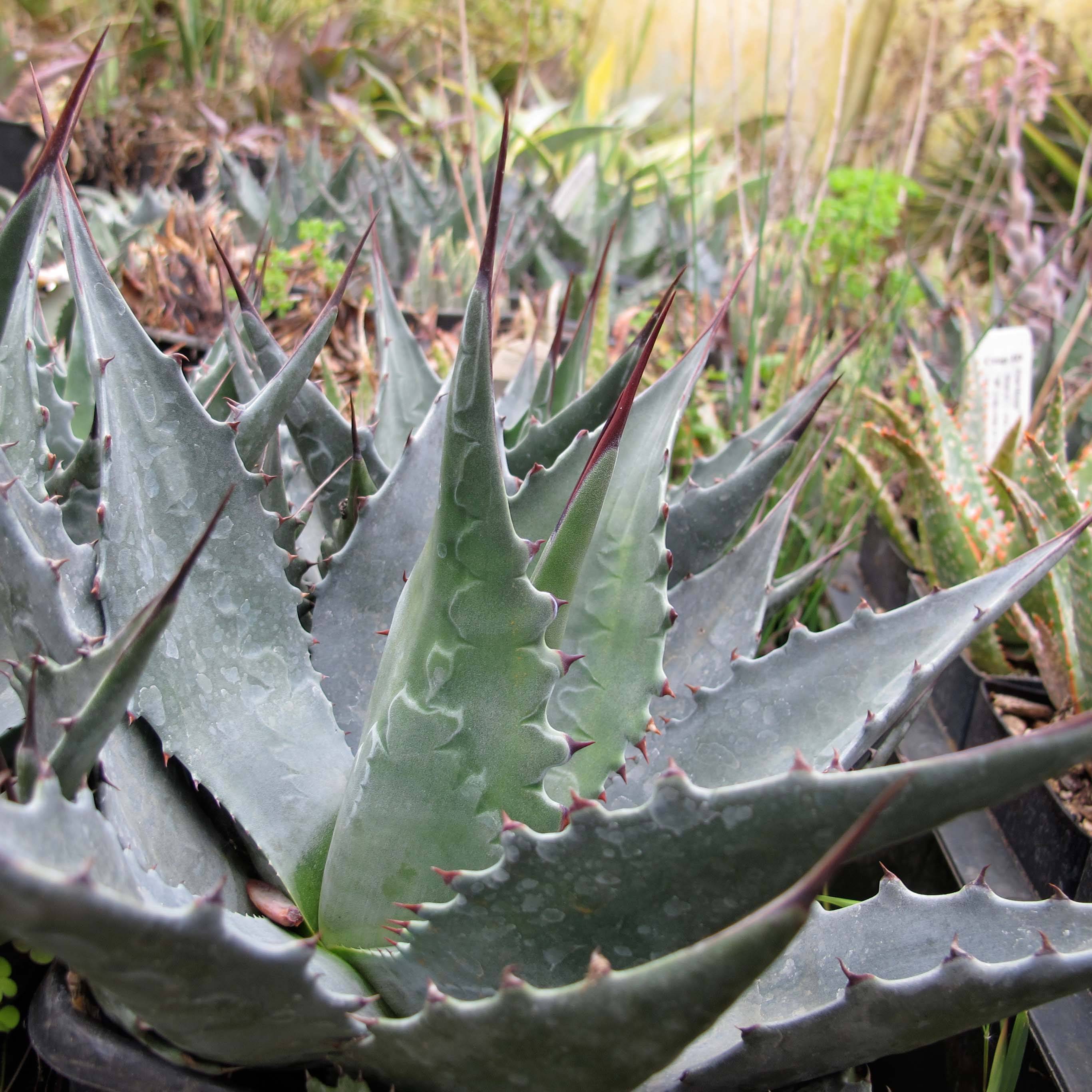Agave montana Pot de 7,5L/10L