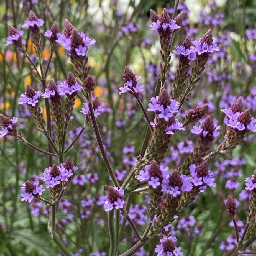 Verveine du Nouveau-Mexique à fleurs Violette - feuillage Persistant - Godet - 5/20 cm-  hauteur à maturité De 1,00 m à 1,50 m