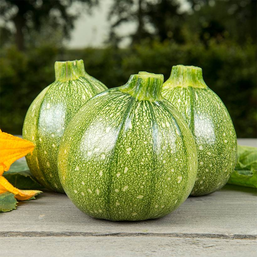 Promesse de Fleurs - Courgette ronde Ola Redonda BIO le sachet de 5 graines environ