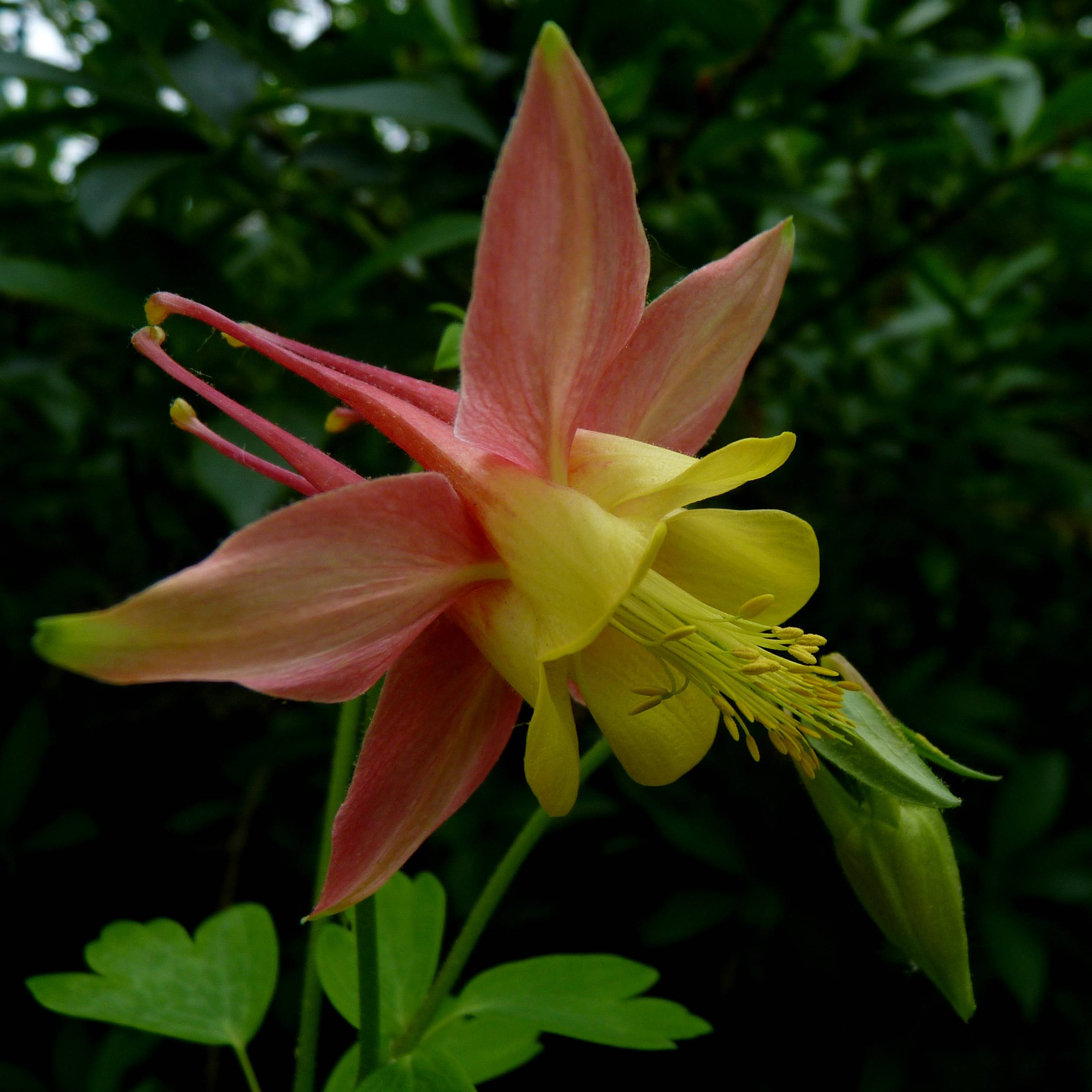 Ancolie du Canada, Aquilegia canadensis Godet de 8/9 cm