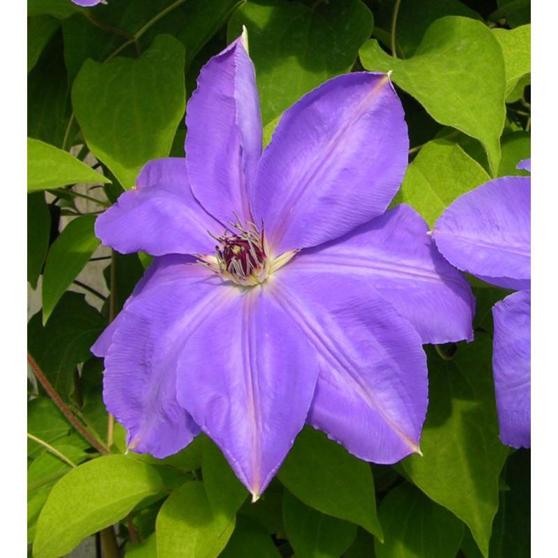 Clématite Laura à fleurs Bleue - feuillage Caduc - Pot de 3L - Echelle bambou 60/120 cm-  hauteur à maturité De 2,00 m à 2,50 m - Image 5