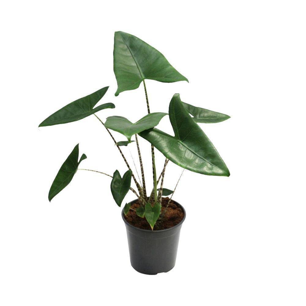La Green Touch - Alocasia Zebrina 80cm - Plante d'intérieur- La Green Touch - Image 1