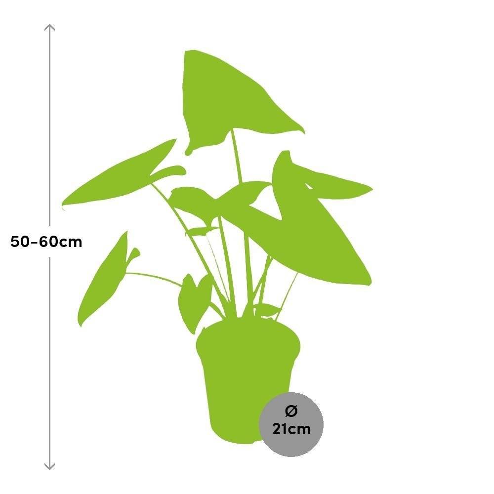 La Green Touch - Alocasia Zebrina 80cm - Plante d'intérieur- La Green Touch - Image 2