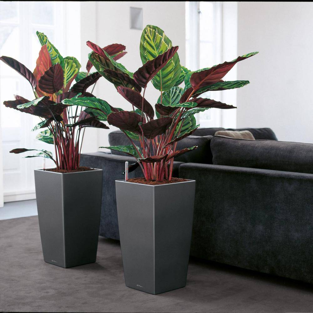 Lechuza - Cubico Premium 40 - kit complet, anthracite métallisé 75 cm Lechuza - Image 6