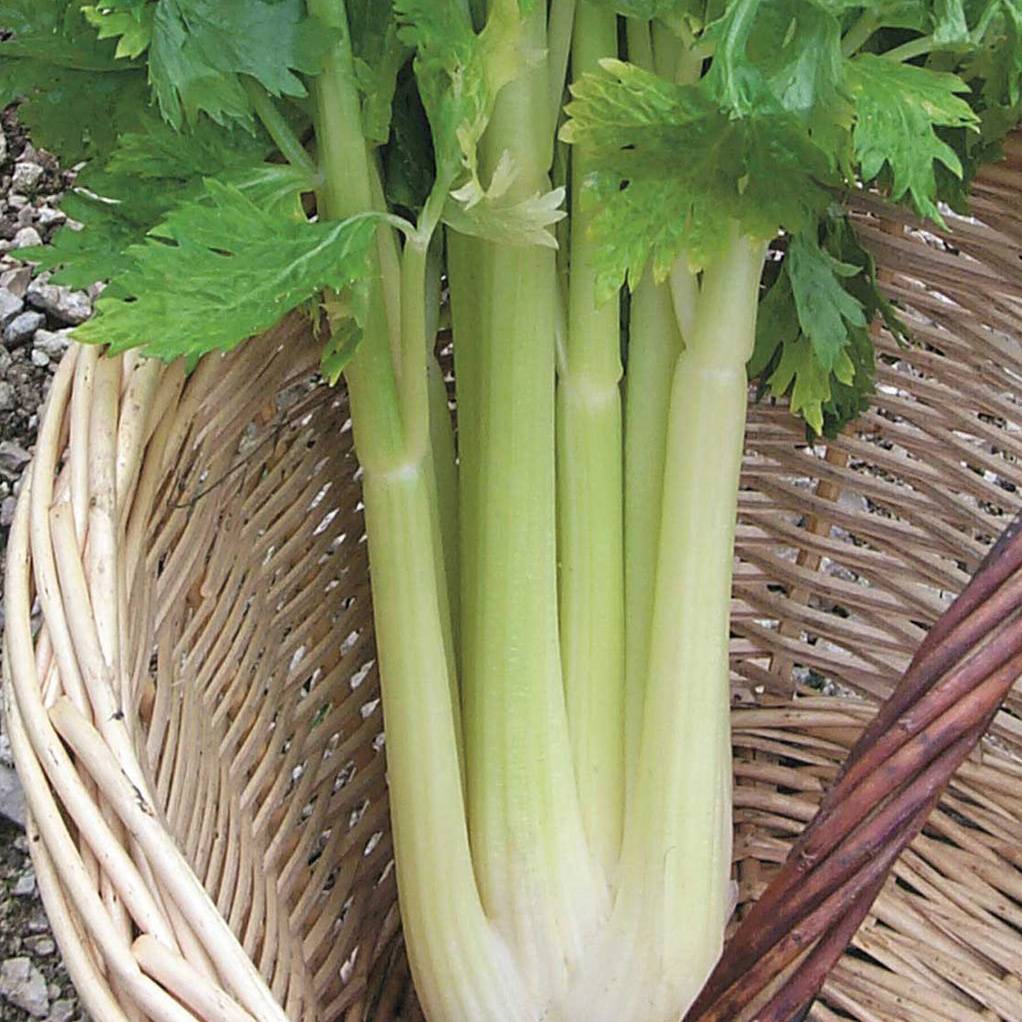Céleri Géant Doré Amélioré - Apium graveolens le sachet de 2000 graines environ (1,5g)