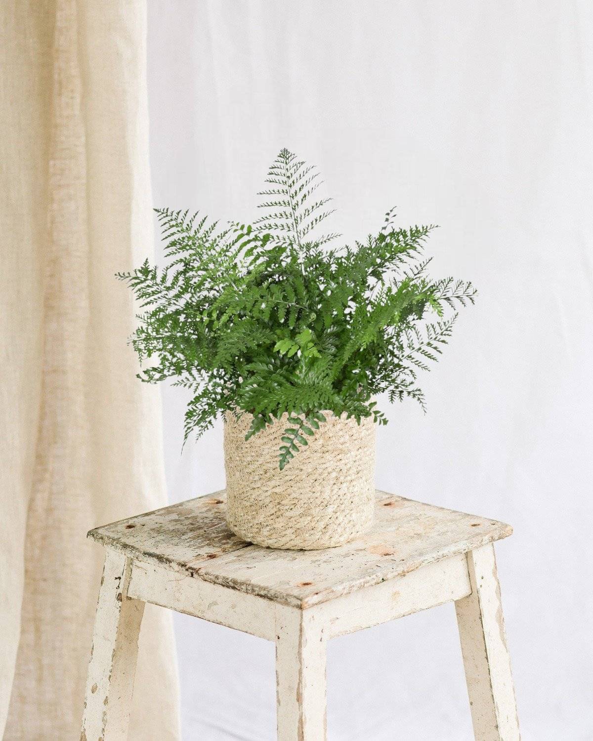 Asplenium Parvati 55cm - Plante d'intérieur- La Green Touch - Image 2