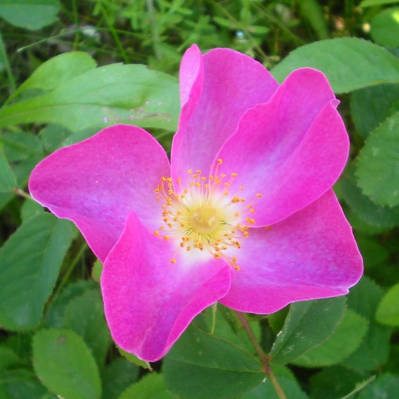 Promesse de Fleurs - Rosier ancien gallica - Rosa gallica Pot de 4L/5L