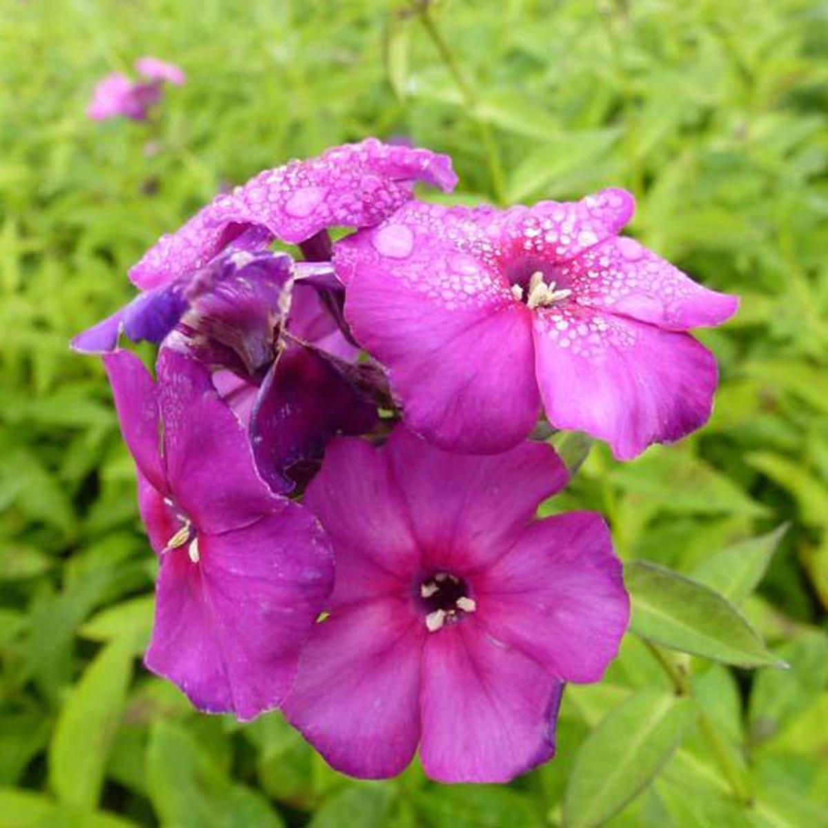 Promesse de Fleurs - Phlox paniculata The King - Phlox paniculé violet bleuté soutenu Godet de 8/9 cm