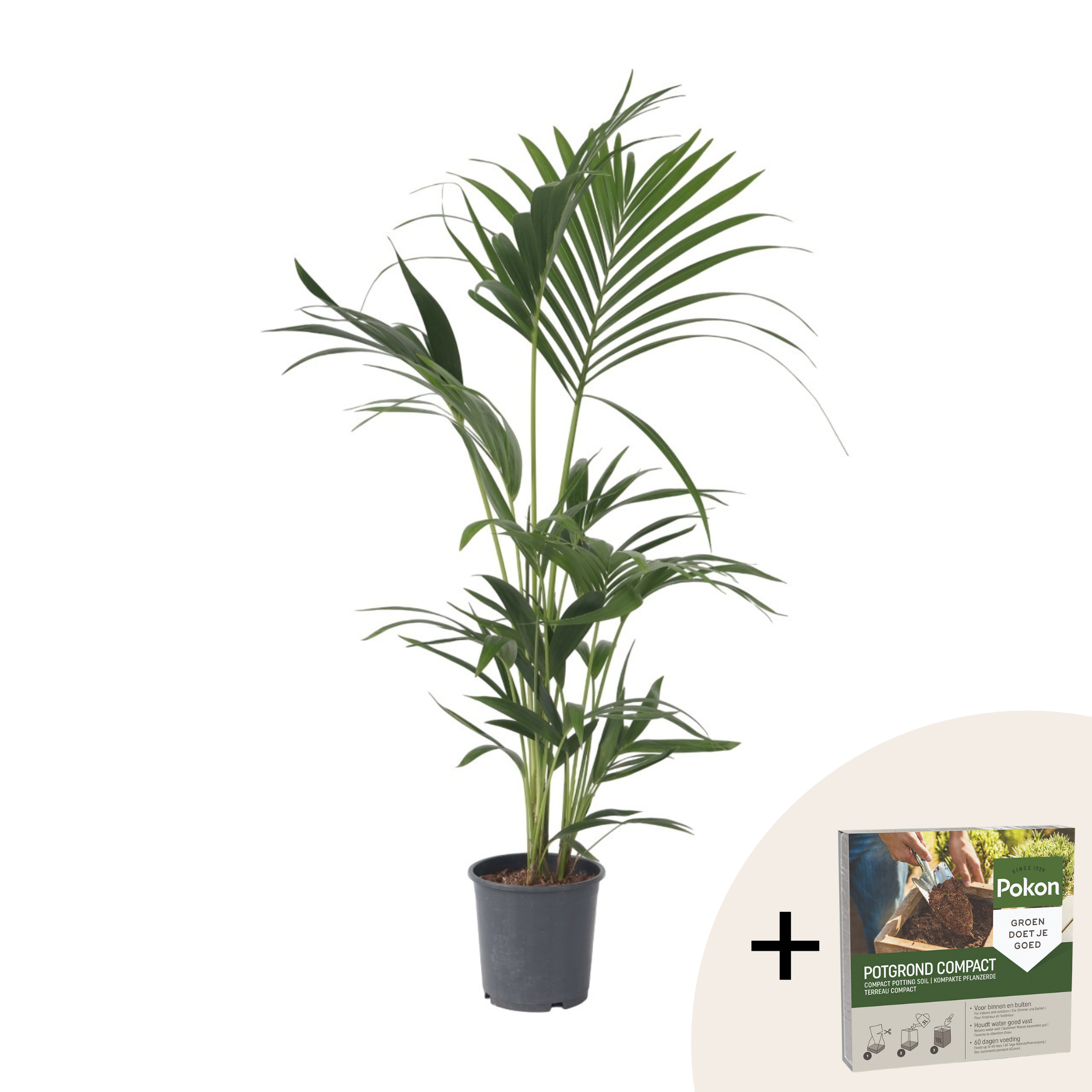 Plant In A Box - Palmier Kentia - Howea forsteriana - Hauteur 90-100cm - ⌀18cm - Image 1