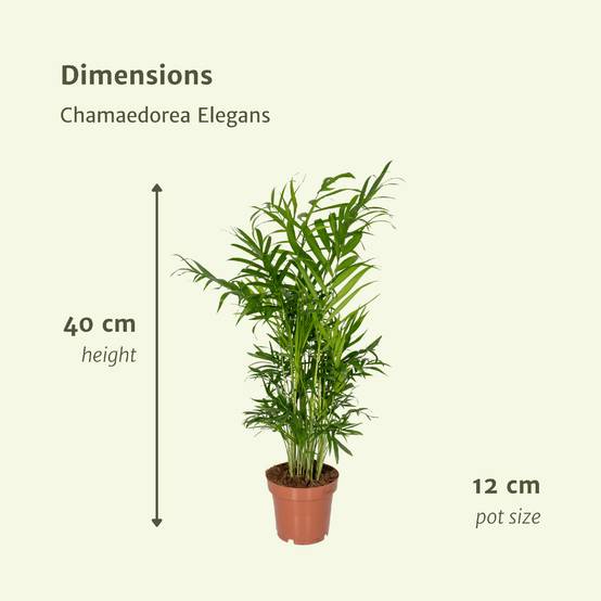 Chamaedorea Elegans (Palmier de Montagne Mexicain) - 2 pièces - Ø12cm - ↕40cm - Plantes d'intérieur - Image 4