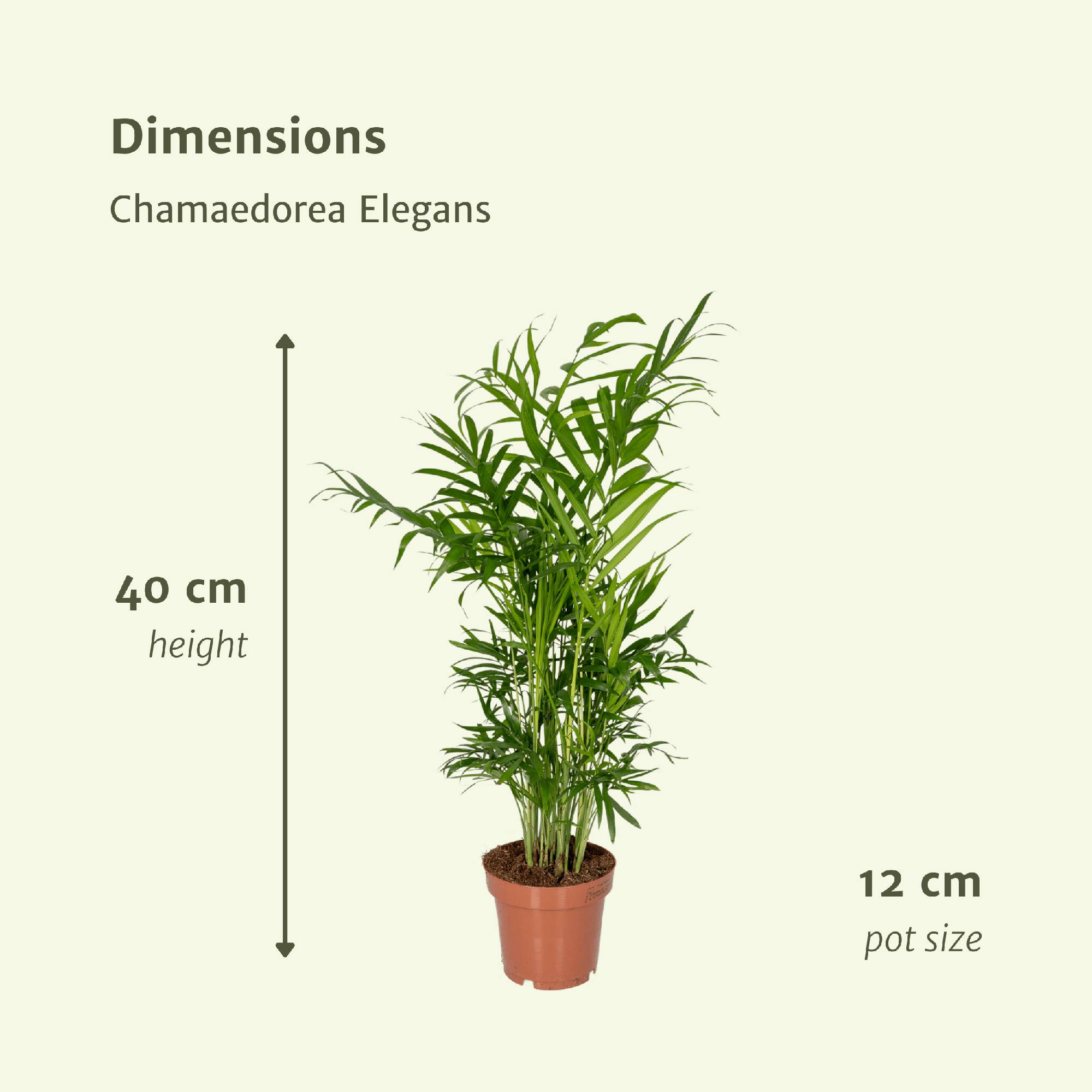Chamaedorea Elegans (Palmier de Montagne Mexicain) - 2 pièces - Ø12cm - ↕40cm - Plantes d'intérieur - Image 4