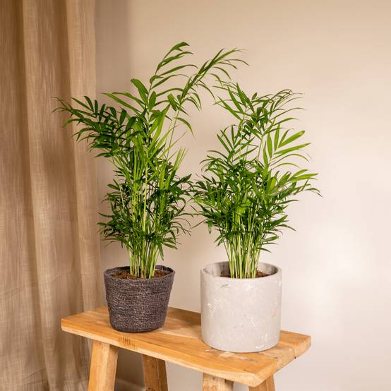Chamaedorea Elegans (Palmier de Montagne Mexicain) - 2 pièces - Ø12cm - ↕40cm - Plantes d'intérieur - Image 2