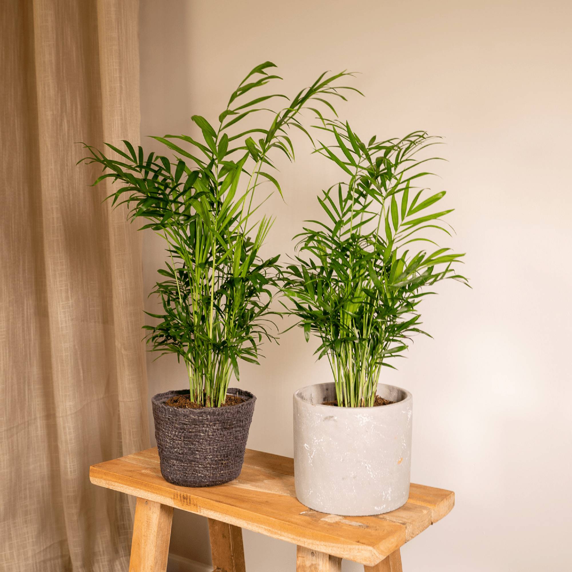 Chamaedorea Elegans (Palmier de Montagne Mexicain) - 2 pièces - Ø12cm - ↕40cm - Plantes d'intérieur - Image 2