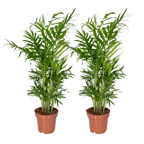 Chamaedorea Elegans (Palmier de Montagne Mexicain) - 2 pièces - Ø12cm - ↕40cm - Plantes d'intérieur - Image 1