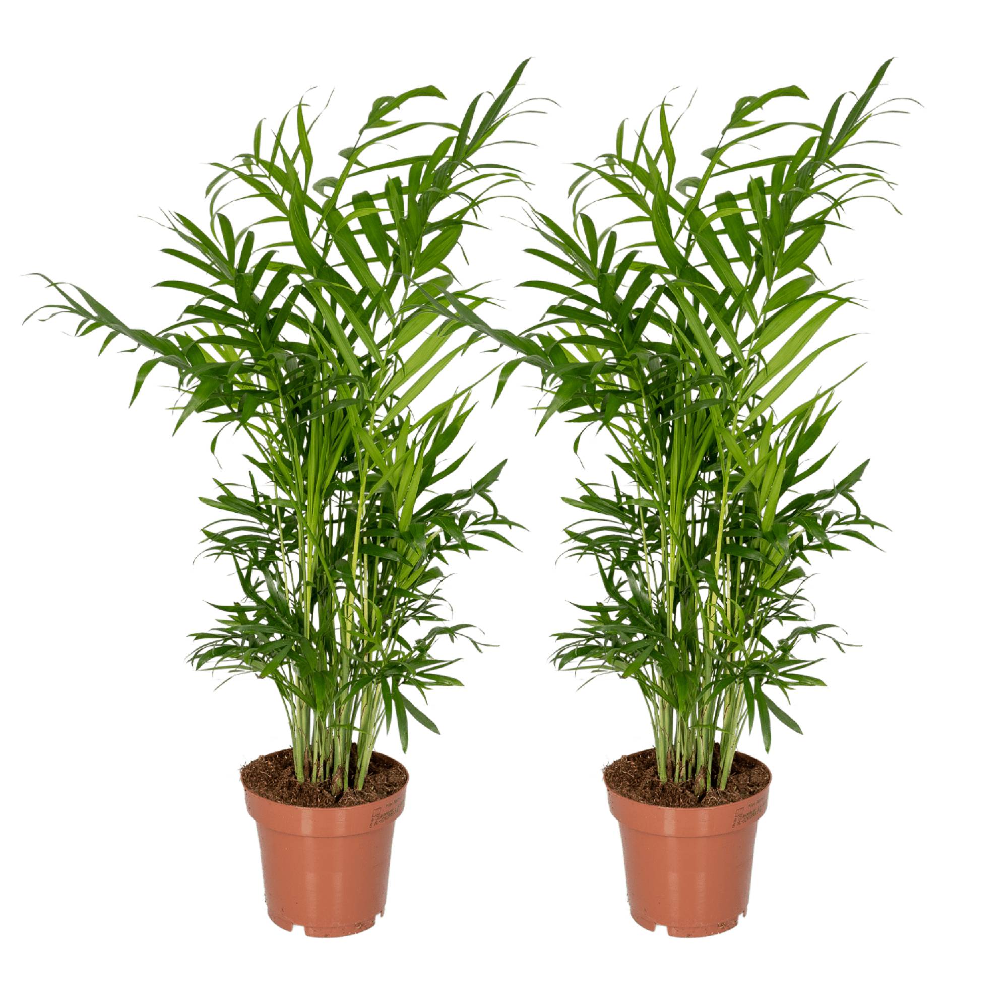 Chamaedorea Elegans (Palmier de Montagne Mexicain) - 2 pièces - Ø12cm - ↕40cm - Plantes d'intérieur - Image 1