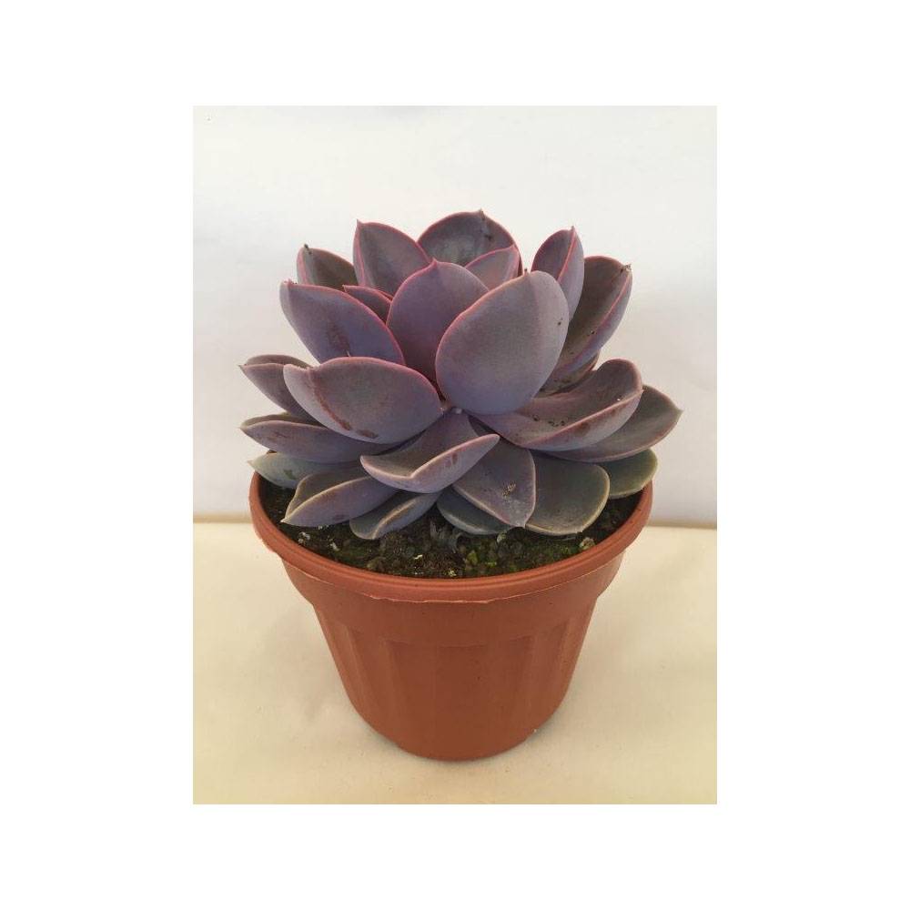 Echeveria Perle Von Nürnberg Pot de 12 cm / 13 cm