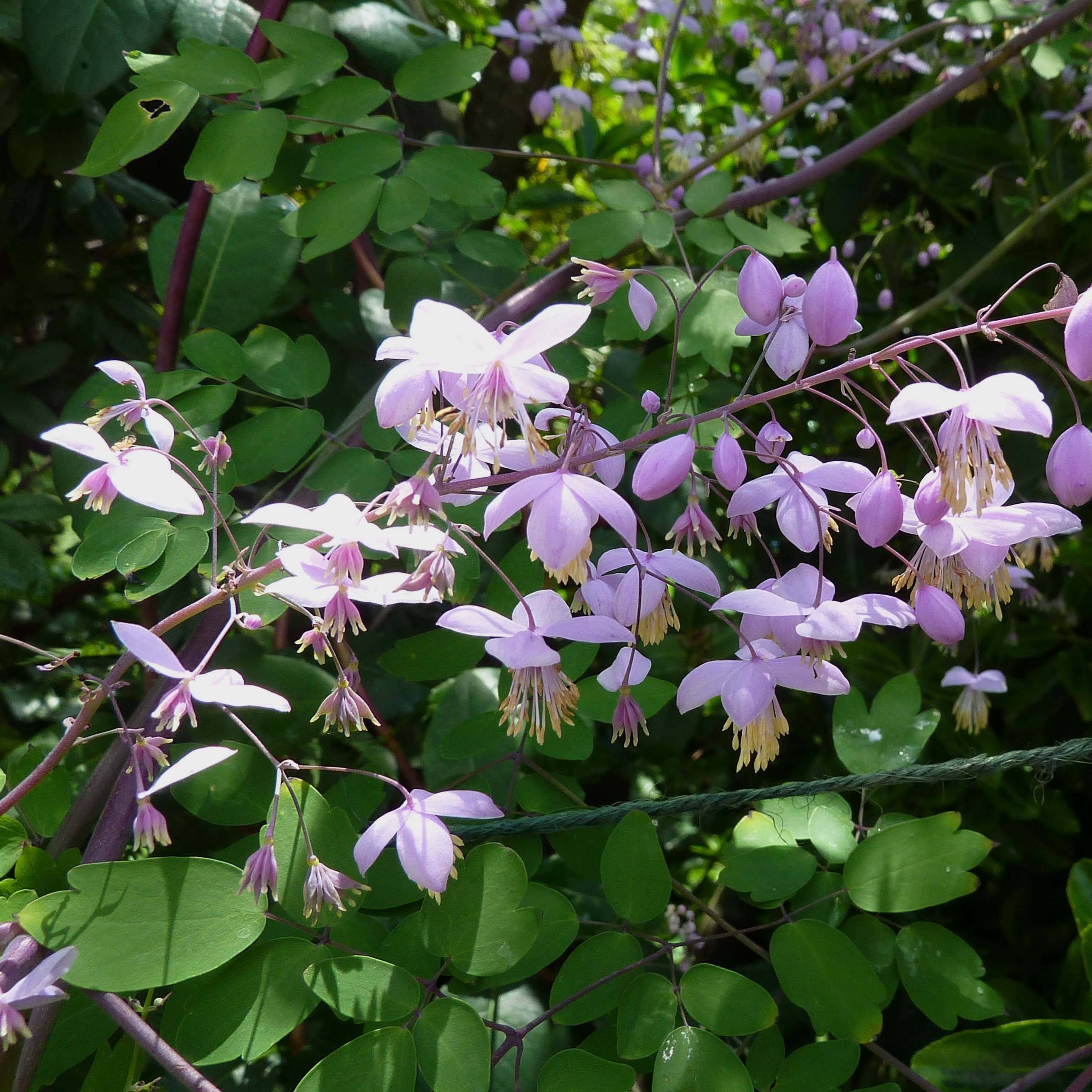 Promesse de Fleurs - Thalictrum delavayi Splendide - Pigamon Pot de 2L/3L