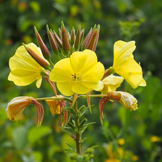 Graines d'Onagre bisannuelle - Oenothera biennis le sachet de 10650 graines environ (5g)