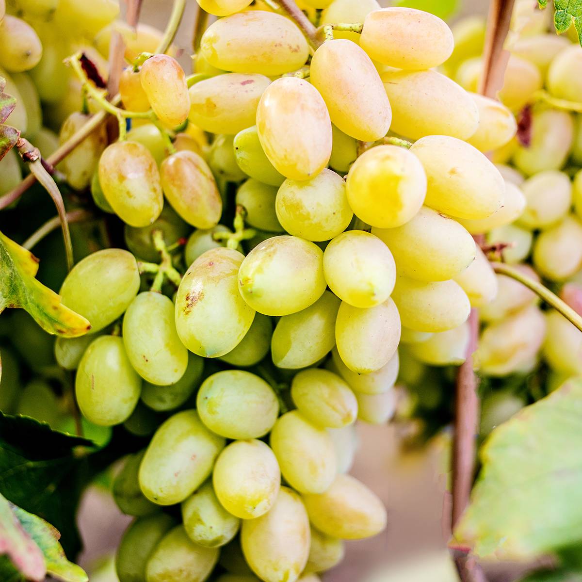 Promesse de Fleurs - Vigne de table Francese Bianca, Blanche de France - Vitis Pot de 3L/4L