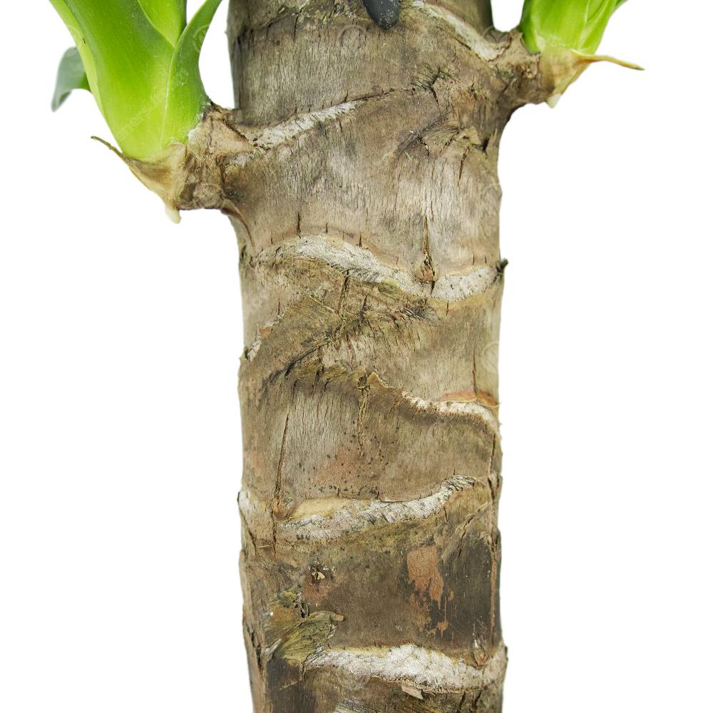 Gardenersdream - Yucca Pied D’Éléphant Yucca Géant Plante D’Intérieur Décorative Pot 12 Cm - GardenersDream - Image 3
