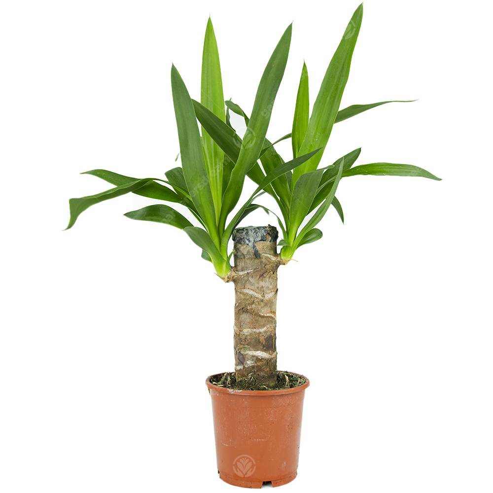 Gardenersdream - Yucca Pied D’Éléphant Yucca Géant Plante D’Intérieur Décorative Pot 12 Cm - GardenersDream - Image 1