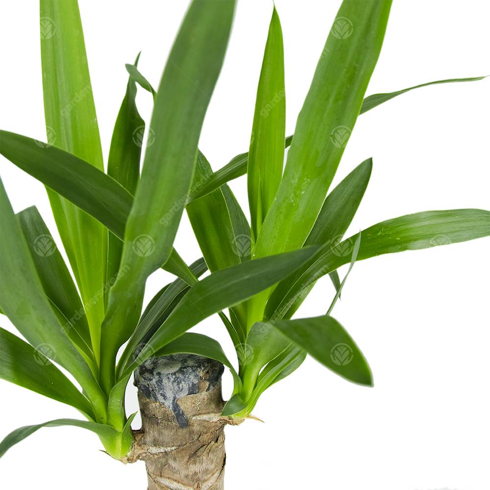 Gardenersdream - Yucca Pied D’Éléphant Yucca Géant Plante D’Intérieur Décorative Pot 12 Cm - GardenersDream - Image 2
