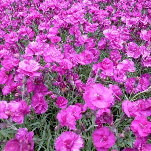 Promesse de Fleurs - Dianthus plumarius Warden Hybrid -Oeillet mignardise  Godet de 8/9 cm