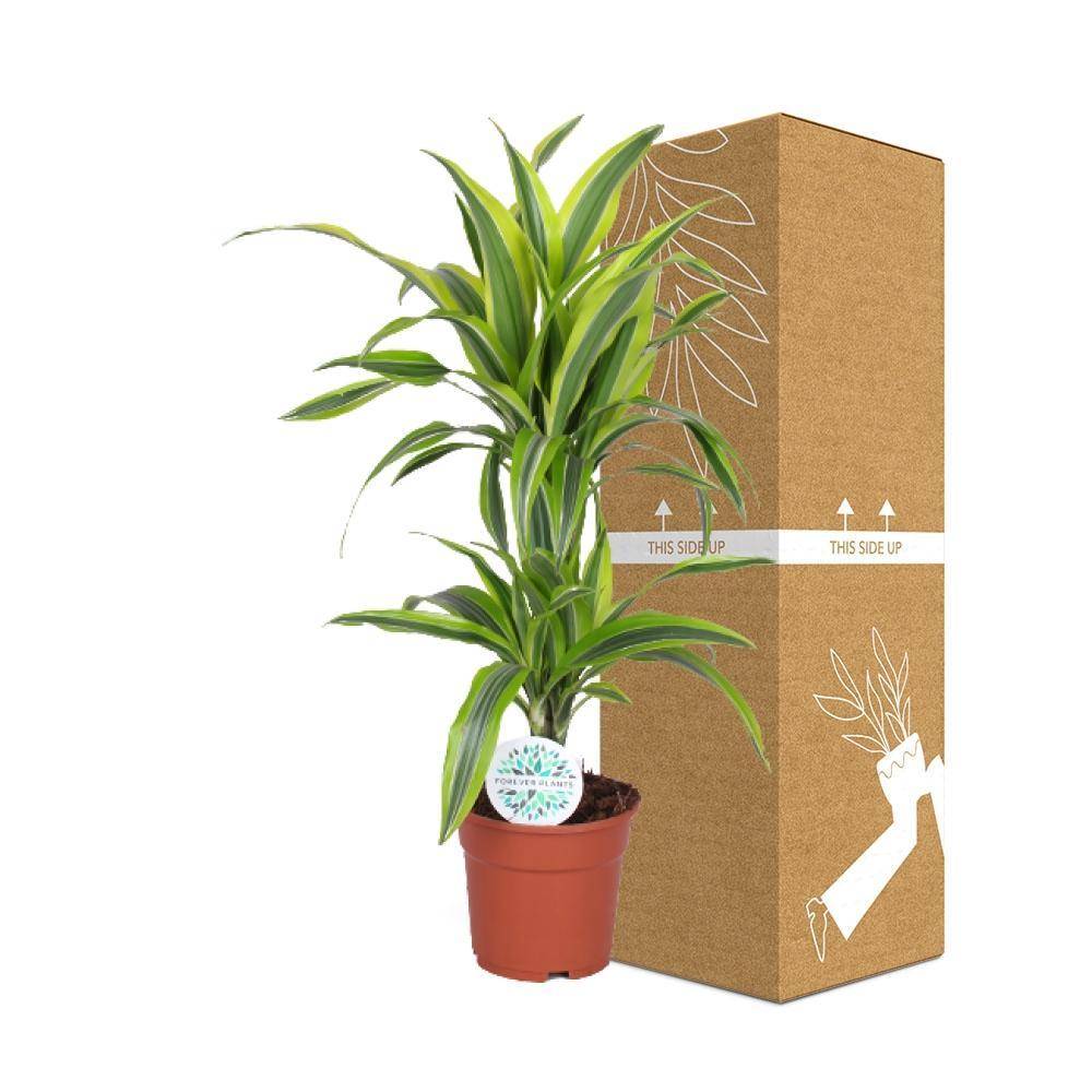 La Green Touch - Dracaena Lemon Vert Clair - D17 H65cm - Image 3
