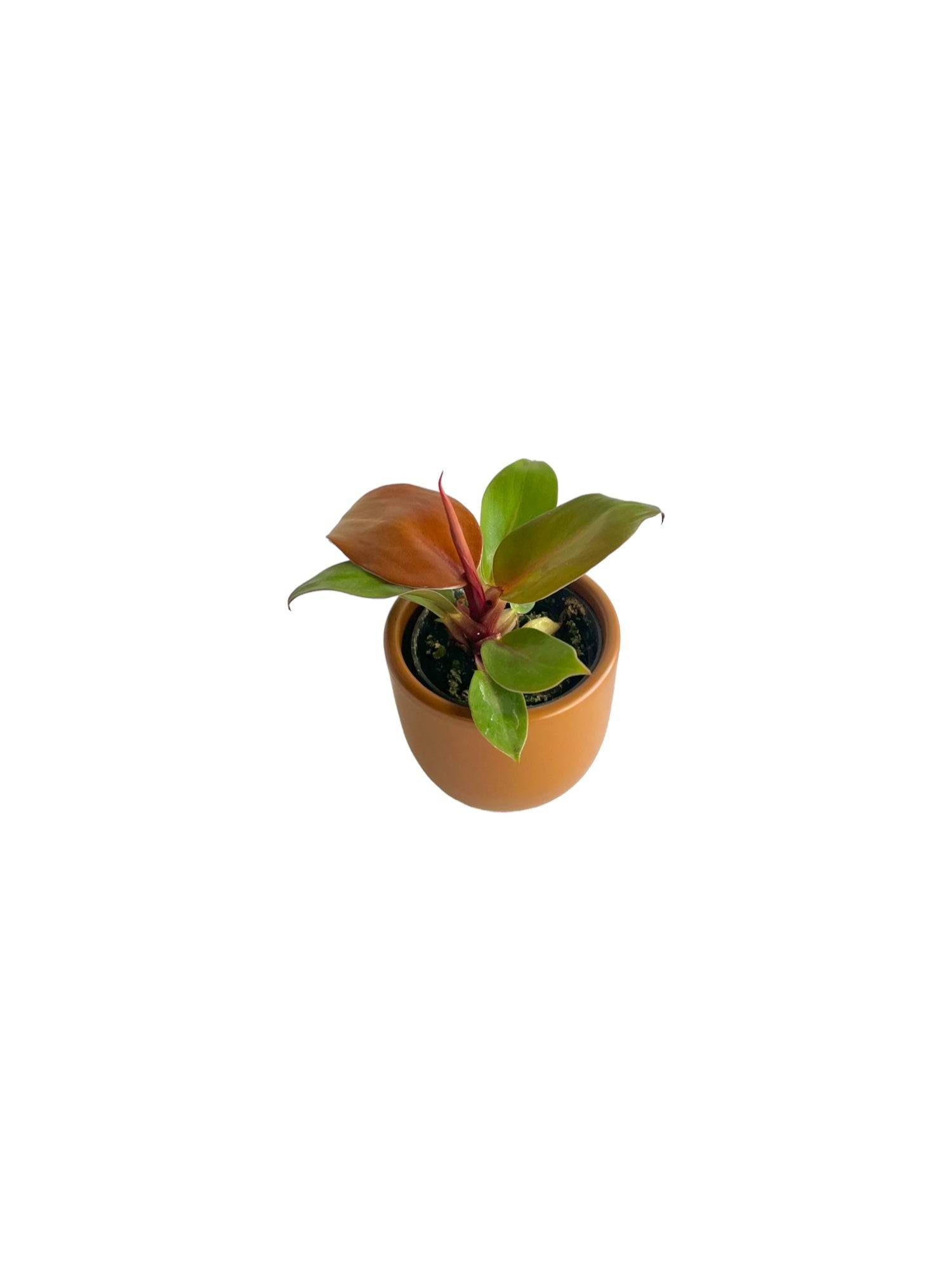 Mini Philodendron Prince of orange 10cm - Plante d'intérieur- La Green Touch - Image 1