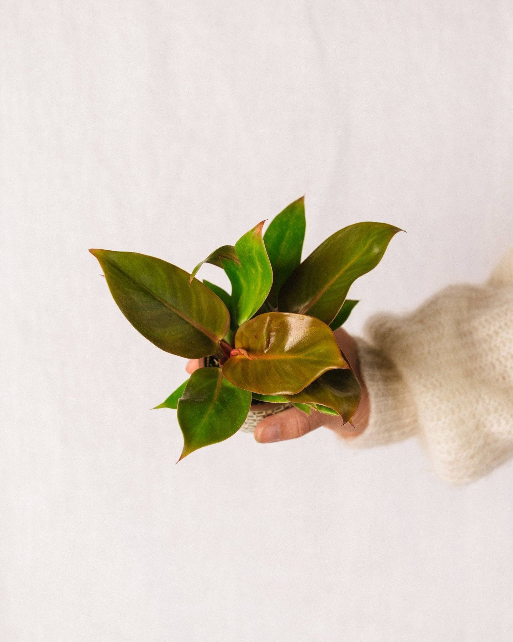 Mini Philodendron Prince of orange 10cm - Plante d'intérieur- La Green Touch - Image 2