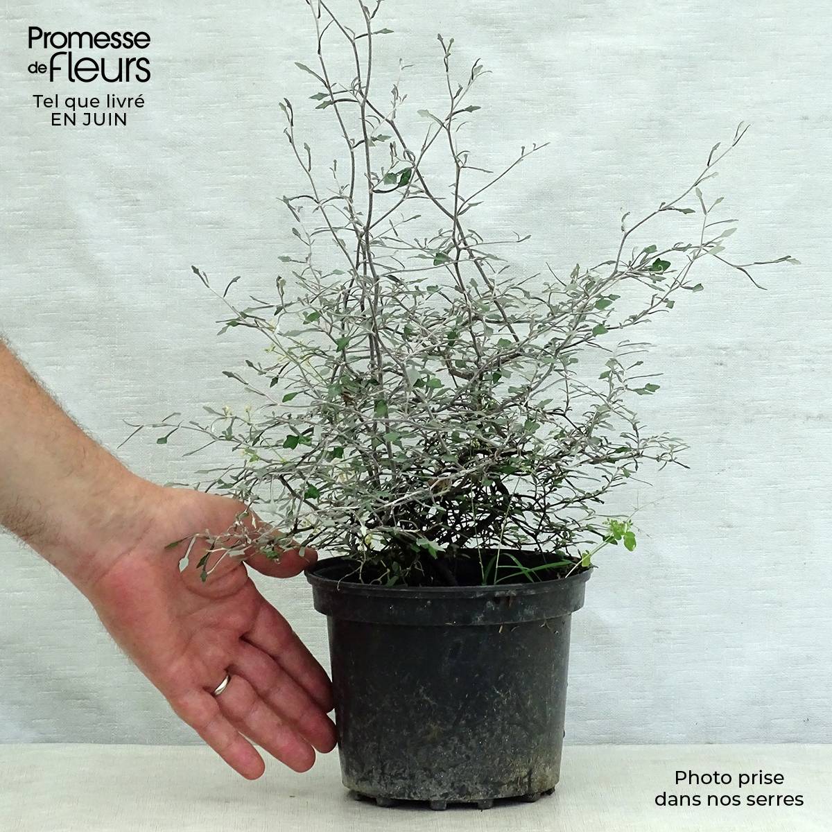 Corokia cotoneaster Pot de 1L/1,5L - Image 2