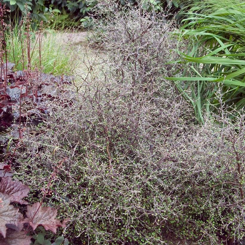 Corokia cotoneaster Pot de 1L/1,5L - Image 1