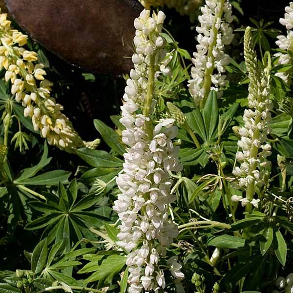 Promesse de Fleurs - Lupin Gallery White Godet de 8/9 cm