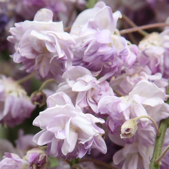 Glycine du Japon - Wisteria floribunda Violacea Plena (Black Dragon) Pot de 2L/3L, Plant greffé de + de 18 mois