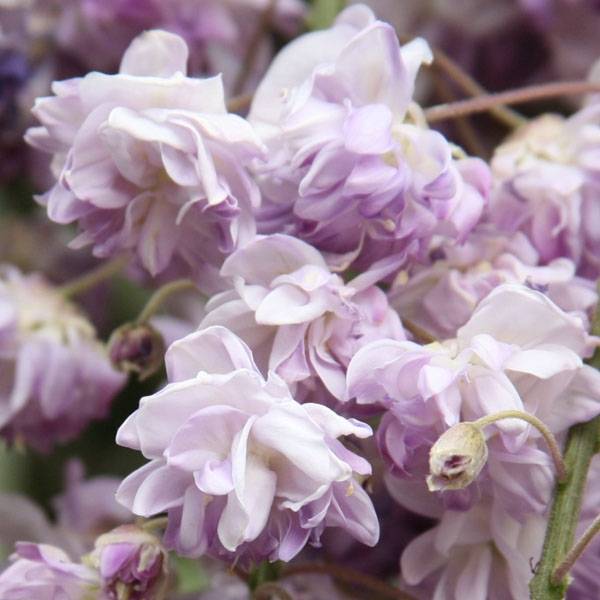 Glycine du Japon - Wisteria floribunda Violacea Plena (Black Dragon) Pot de 2L/3L, Plant greffé de + de 18 mois