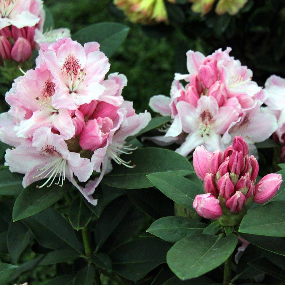 Rhododendron Albert Schweitzer - Grand Rhododendron Pot de 4L/5L - Gamm ...