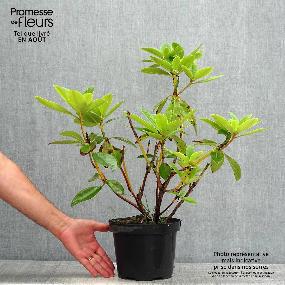 Rhododendron Albert Schweitzer - Grand Rhododendron Pot de 4L/5L - Gamm ...