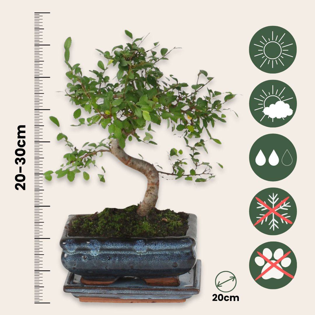 Bonsaï - Zelkova serrata - Hauteur 20-30cm - ⌀20cm - Image 6