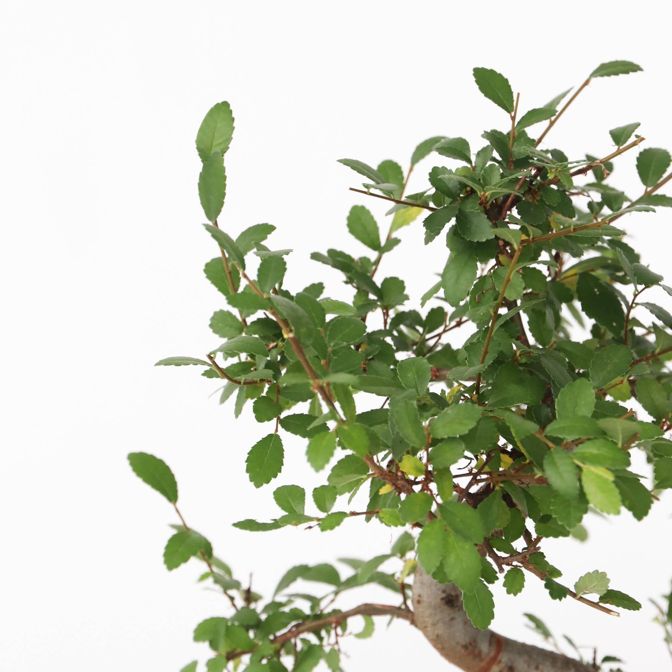 Bonsaï - Zelkova serrata - Hauteur 20-30cm - ⌀20cm - Image 4