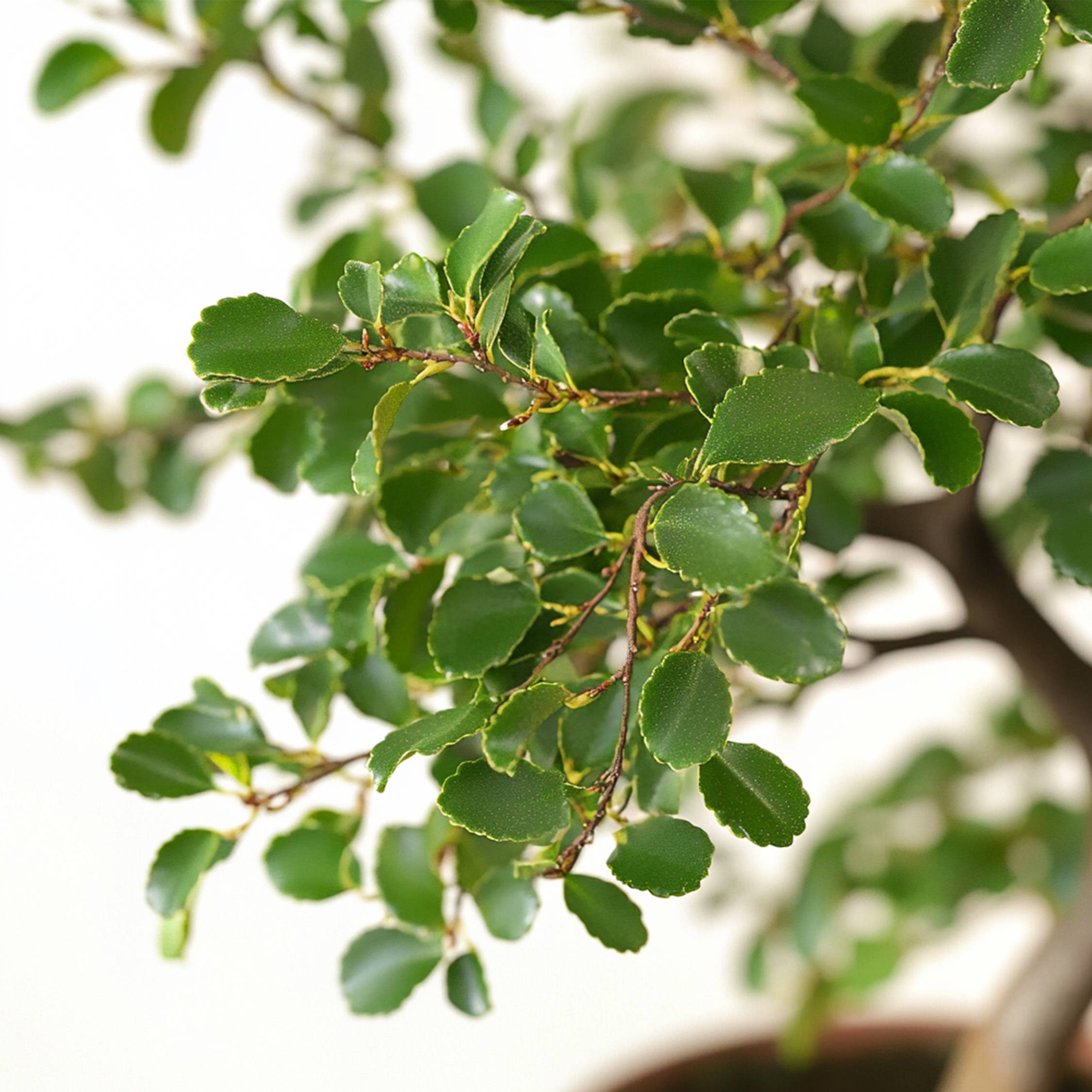 Bonsaï - Zelkova serrata - Hauteur 20-30cm - ⌀20cm - Image 5