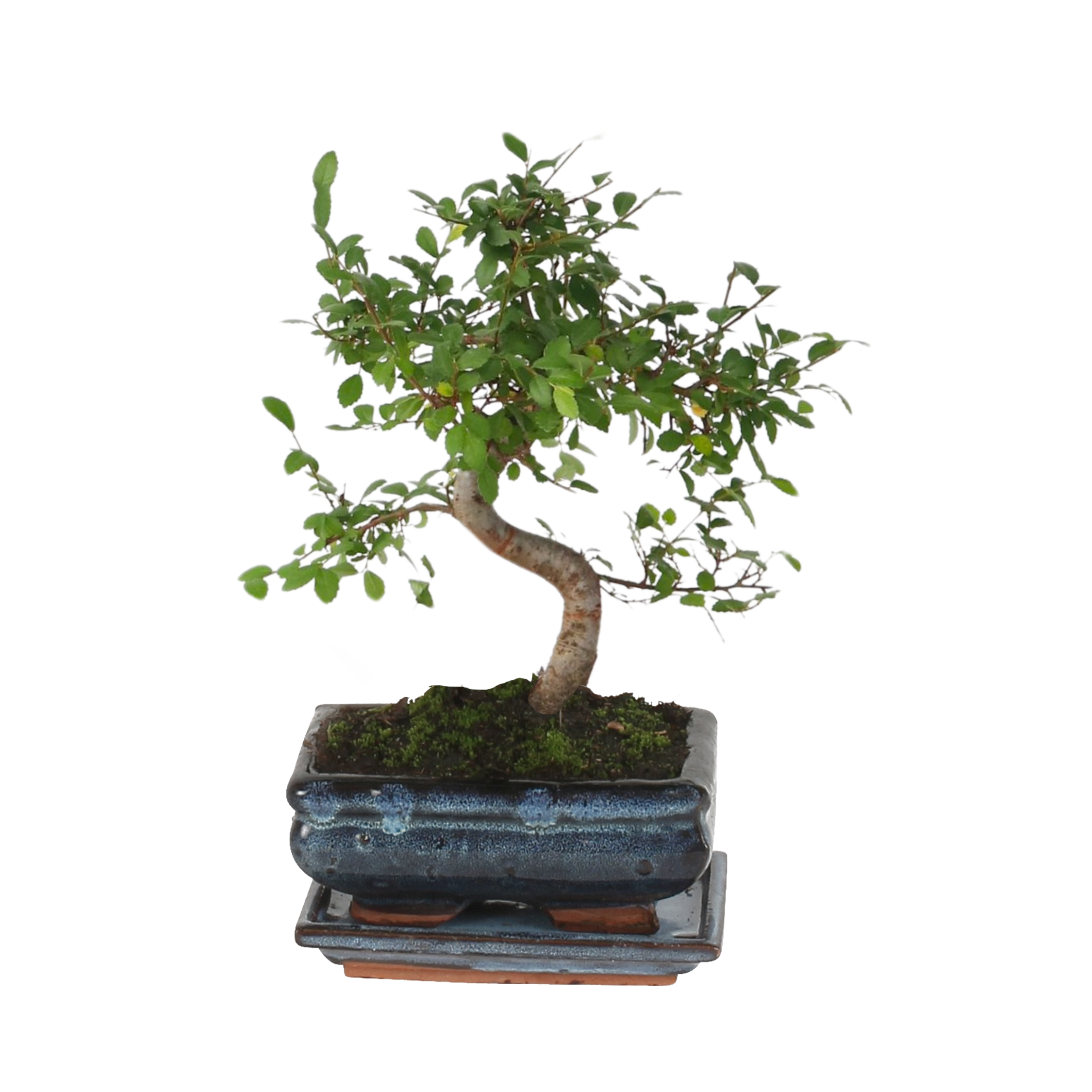 Bonsaï - Zelkova serrata - Hauteur 20-30cm - ⌀20cm - Image 1