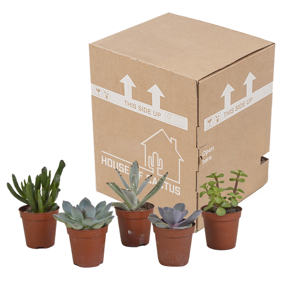 Mélange de succulentes 5,5 cm - 5x - sans pot - ↕13cm - Plantes d'intérieur - Image 3