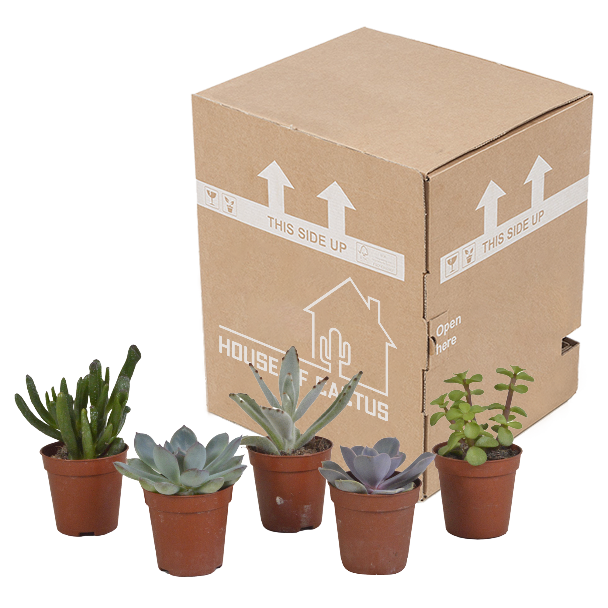 Mélange de succulentes 5,5 cm - 5x - sans pot - ↕13cm - Plantes d'intérieur - Image 3