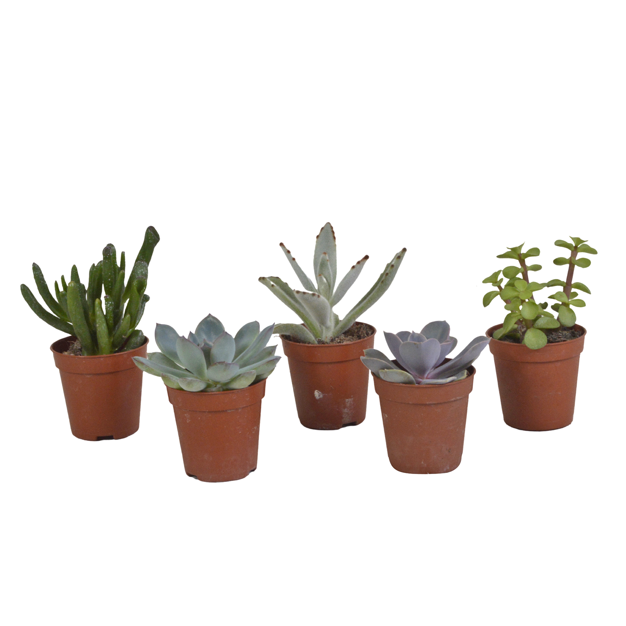 Mélange de succulentes 5,5 cm - 5x - sans pot - ↕13cm - Plantes d'intérieur - Image 1