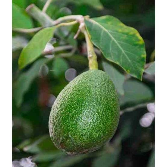 0 - Avocatier : Persea americana var. Fuerte (De greffe) Pot de 25L - 180/200cm - Image 1