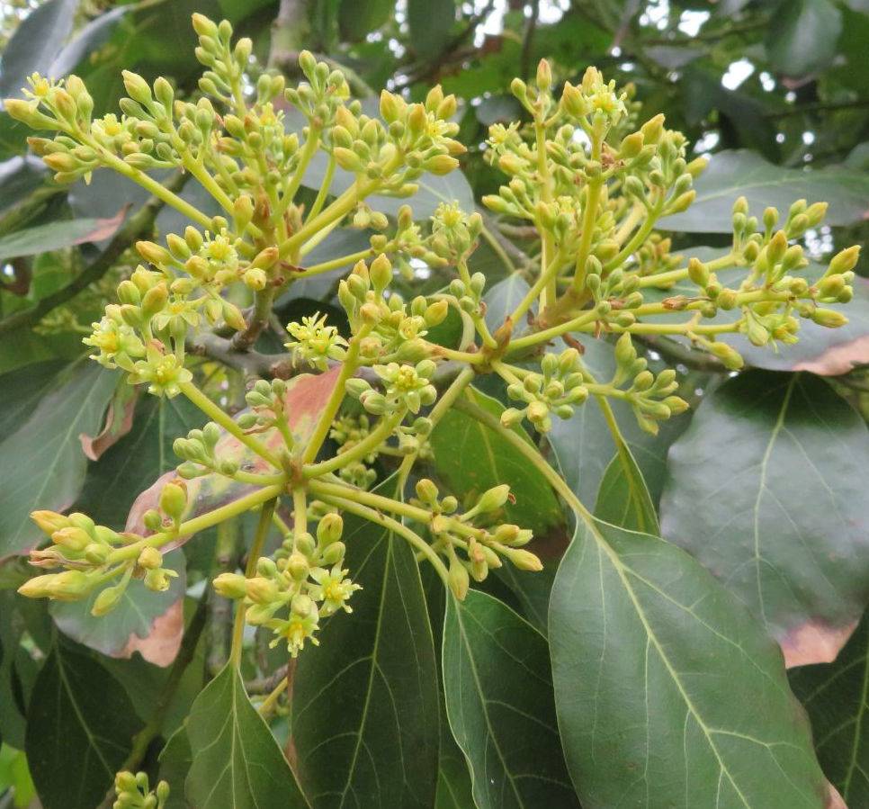 0 - Avocatier : Persea americana var. Fuerte (De greffe) Pot de 25L - 180/200cm - Image 3