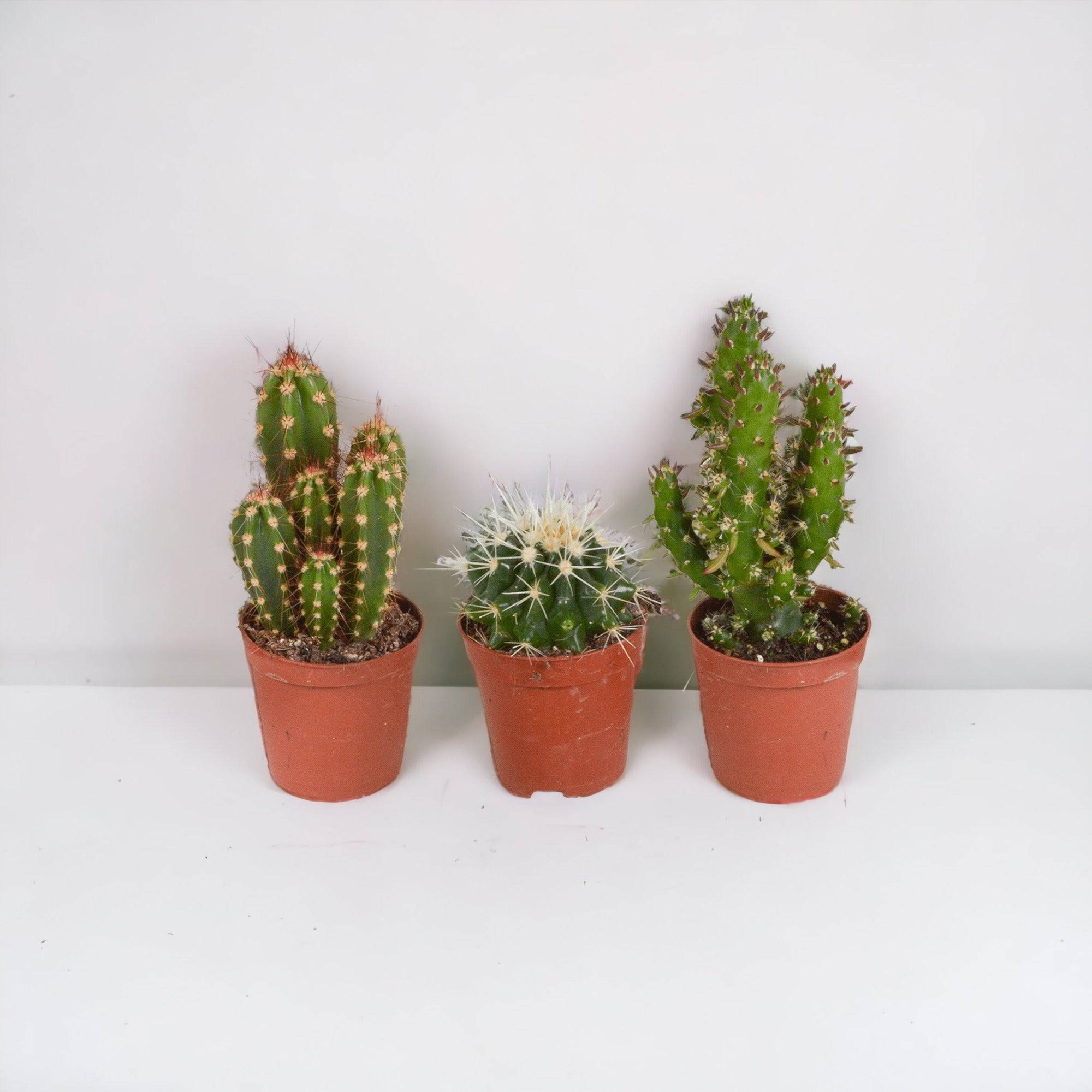 Coffret cactus - Lot de 10 plantes, h13cm- La Green Touch - Image 1