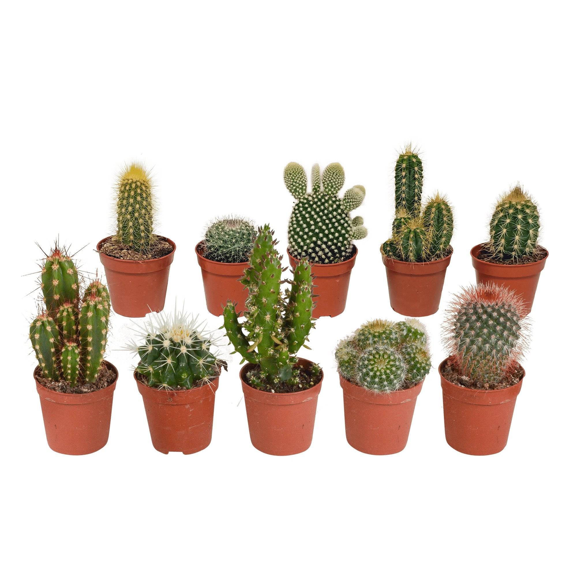 Coffret cactus - Lot de 10 plantes, h13cm- La Green Touch - Image 2