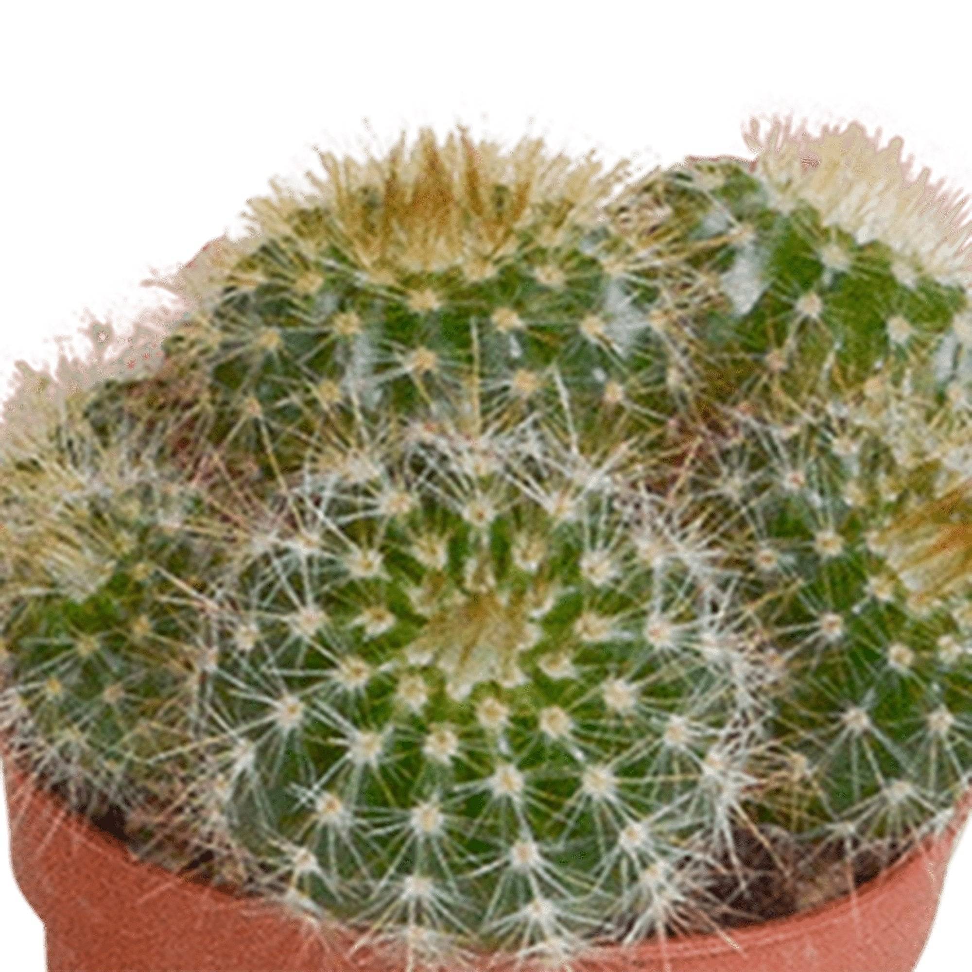 Coffret cactus - Lot de 10 plantes, h13cm- La Green Touch - Image 5