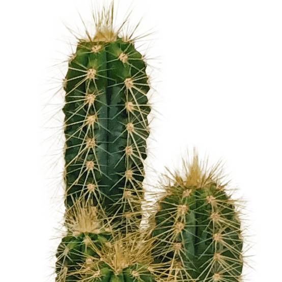 Coffret cactus - Lot de 10 plantes, h13cm- La Green Touch - Image 7